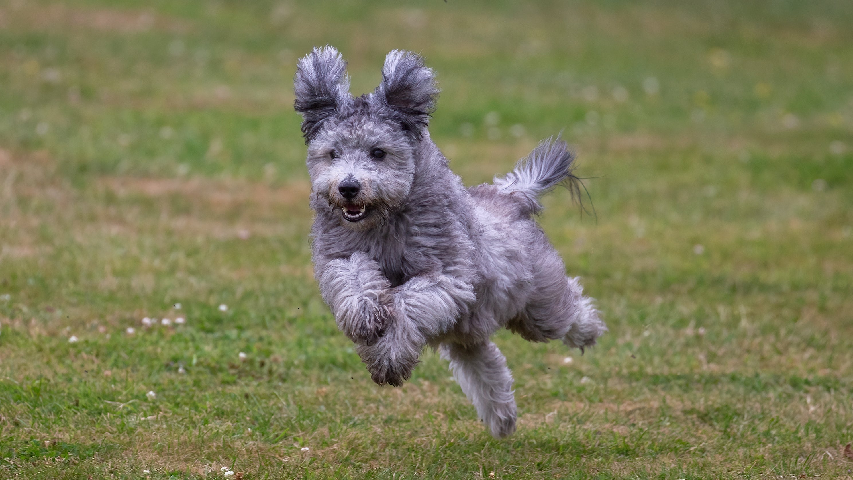 Pumi dog breed running fast on the grass with ears and tail up